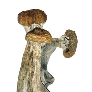 Ecuadorian Mushroom