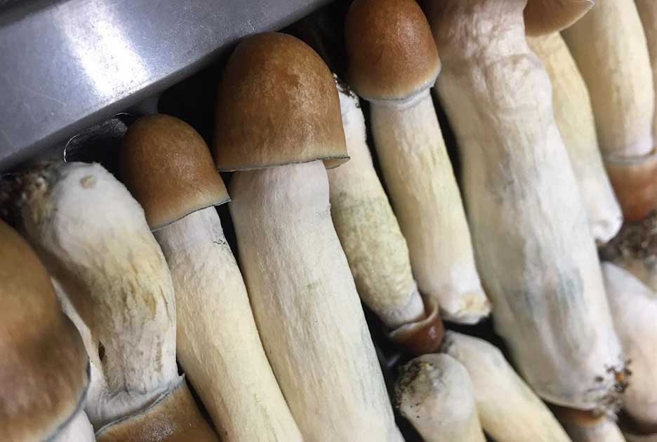 Penis Envy Mushroom